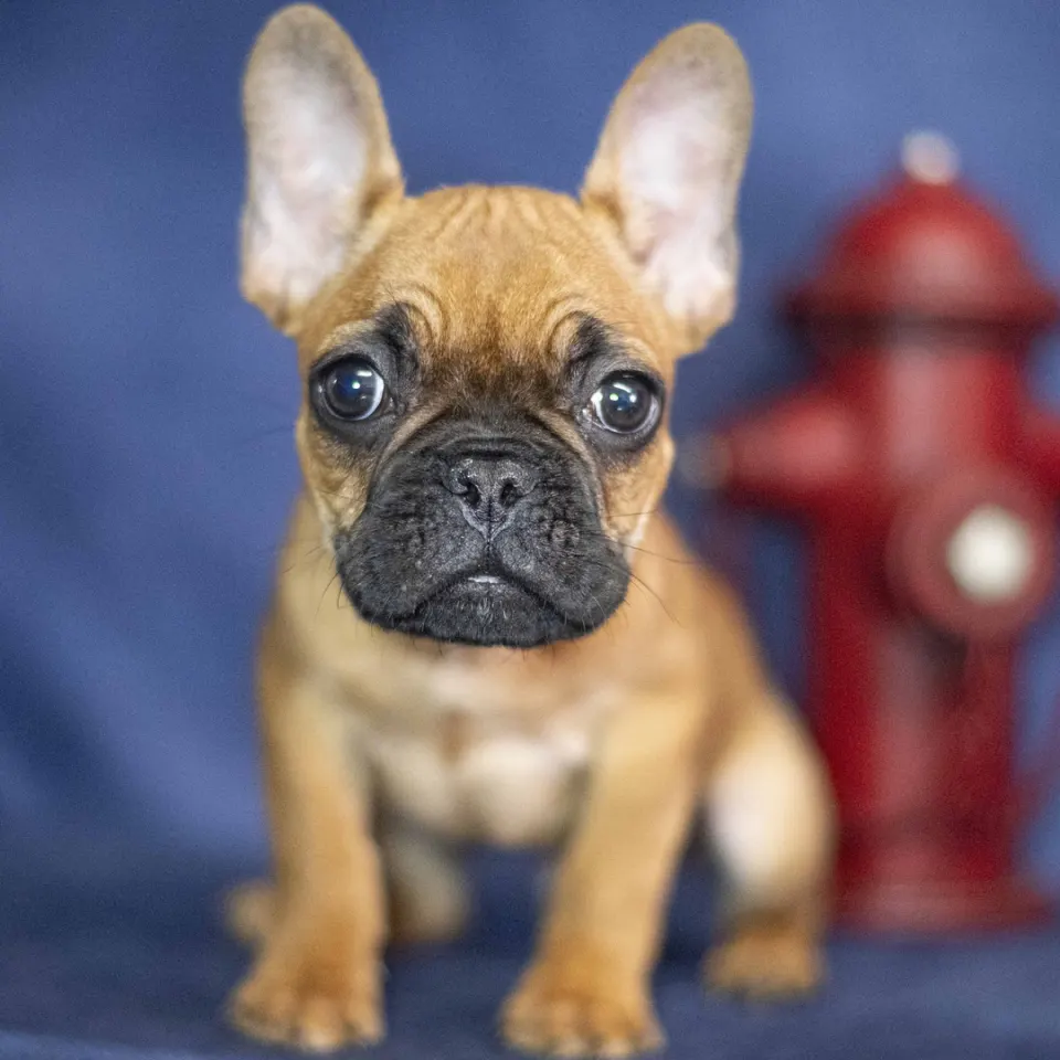 Ronny — French Bulldog puppy for sale (photo 4)