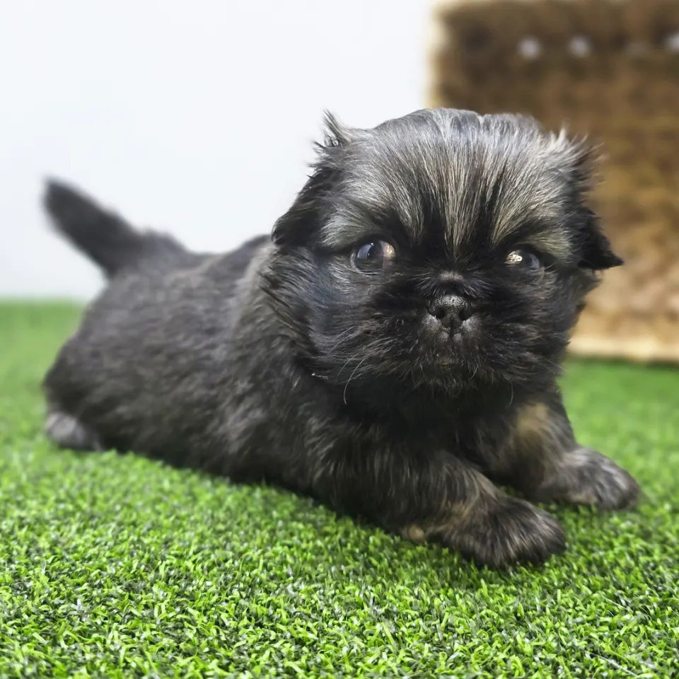 Captain — Pekingese puppy for sale (photo 2)