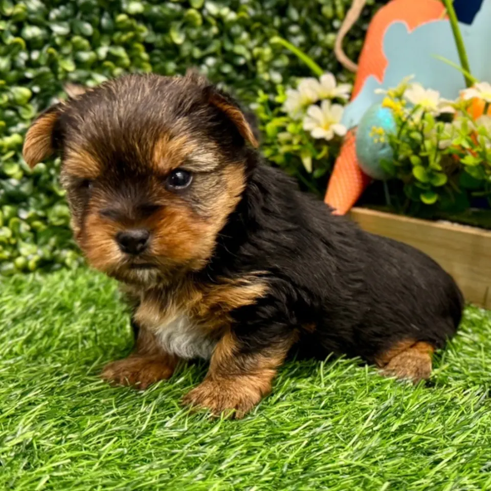 Remy — Yorkshire Terrier puppy for sale