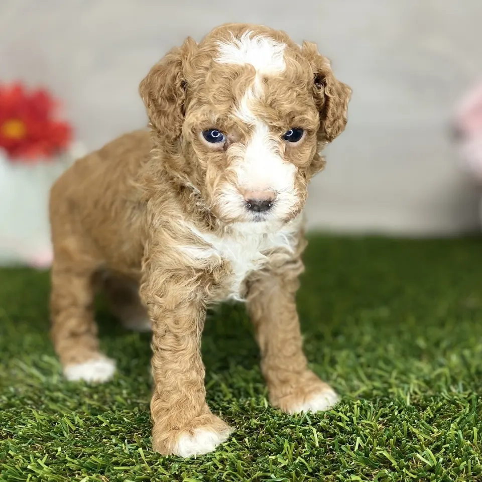 Paul — Poodle puppy for sale (photo 4)