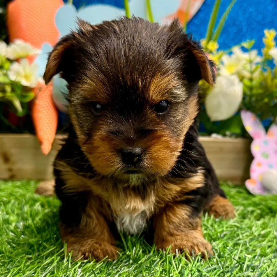 Remy — Yorkshire Terrier puppy for sale in England