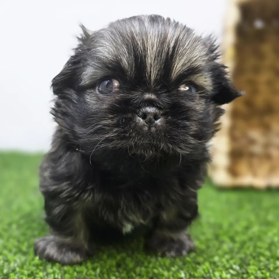 Captain — Pekingese puppy for sale (photo 3)