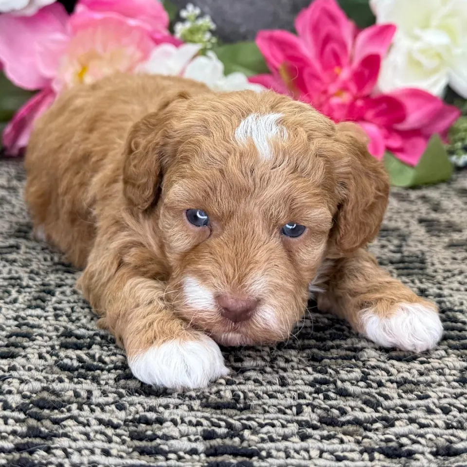 Jolene — Havapoo puppy for sale (photo 3)