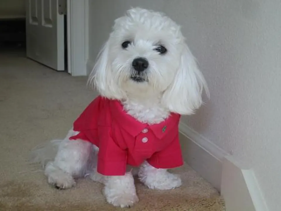 Coop — Maltipoo puppy for sale (photo 5)