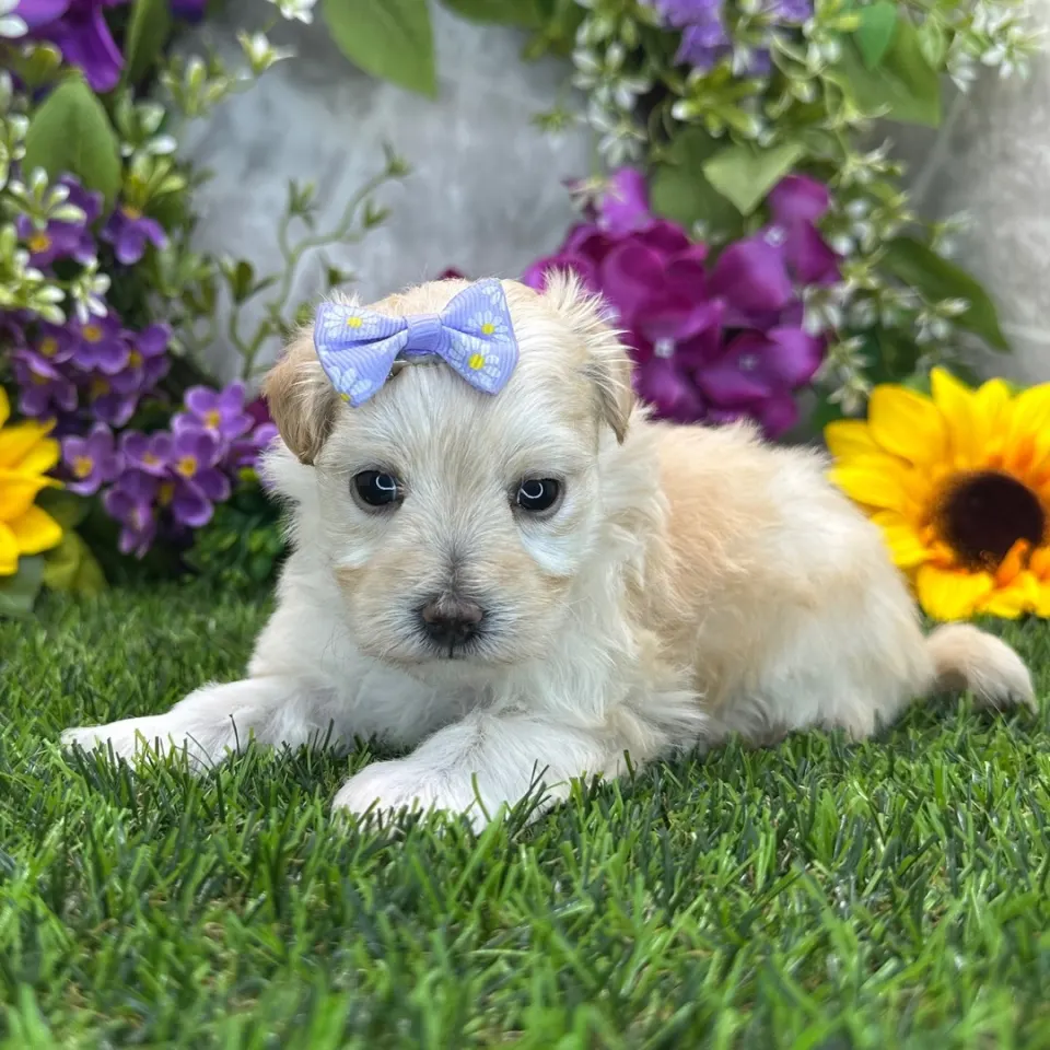 Whimsy — Maltipoo puppy for sale (photo 2)
