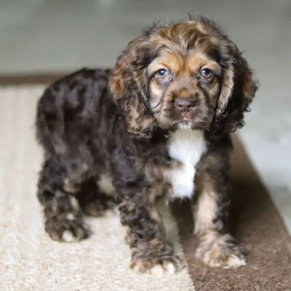 Bailey — Cocker Spaniel puppy for sale (photo 4)