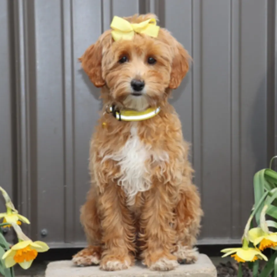 Keeta — Goldendoodle puppy for sale