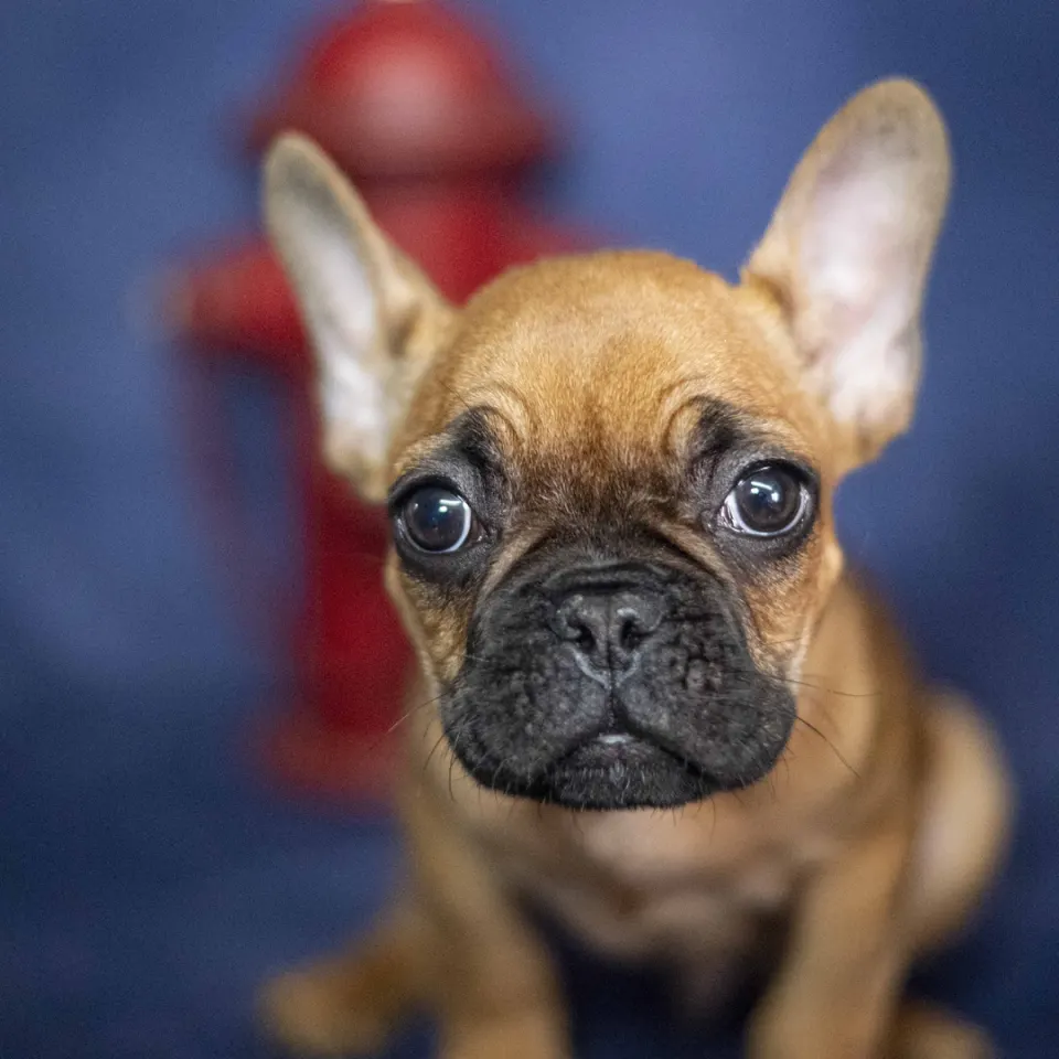 Ronny — French Bulldog puppy for sale (photo 2)