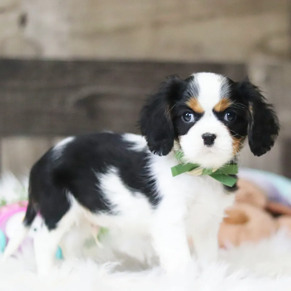 Drew — Cavalier King Charles Spaniel puppy for sale (photo 2)