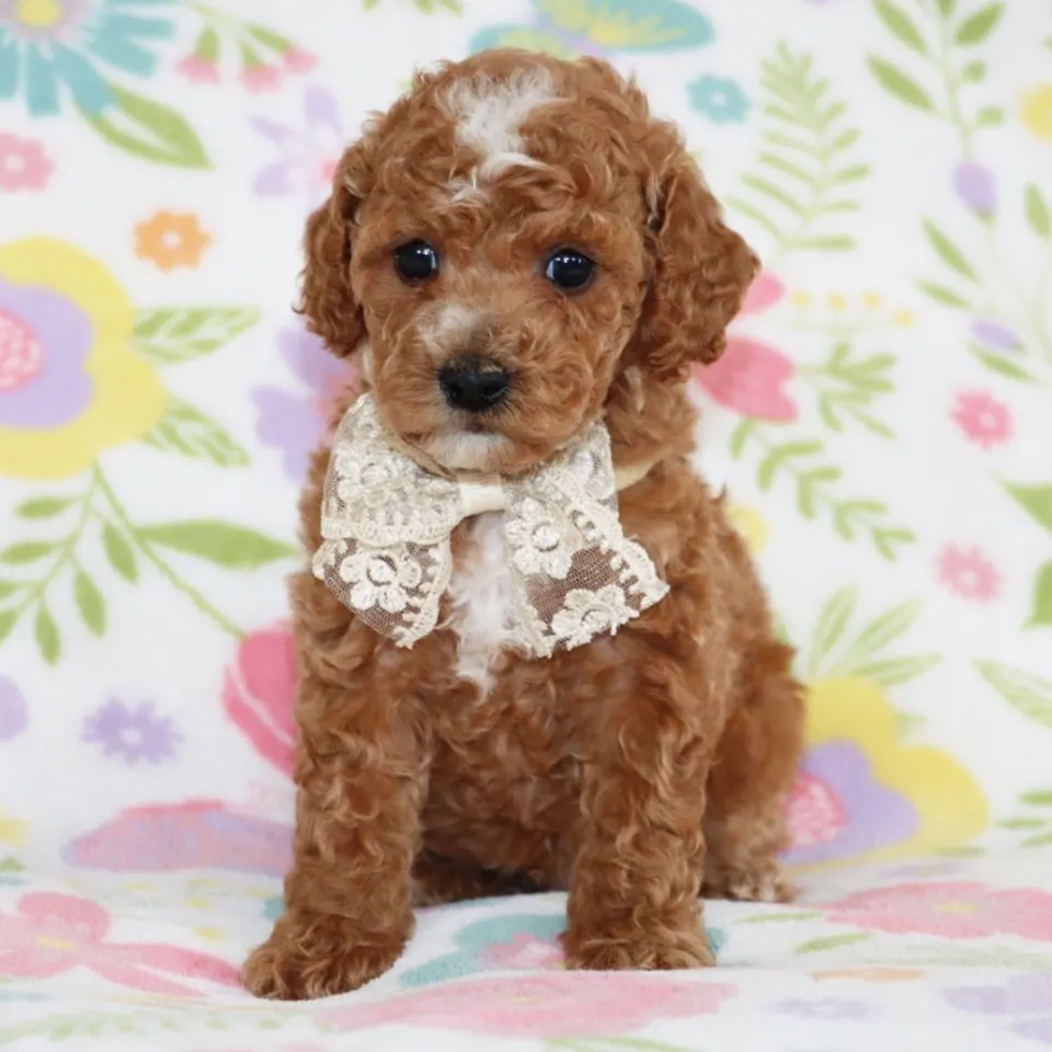 Dandy — Poodle puppy for sale in Ireland