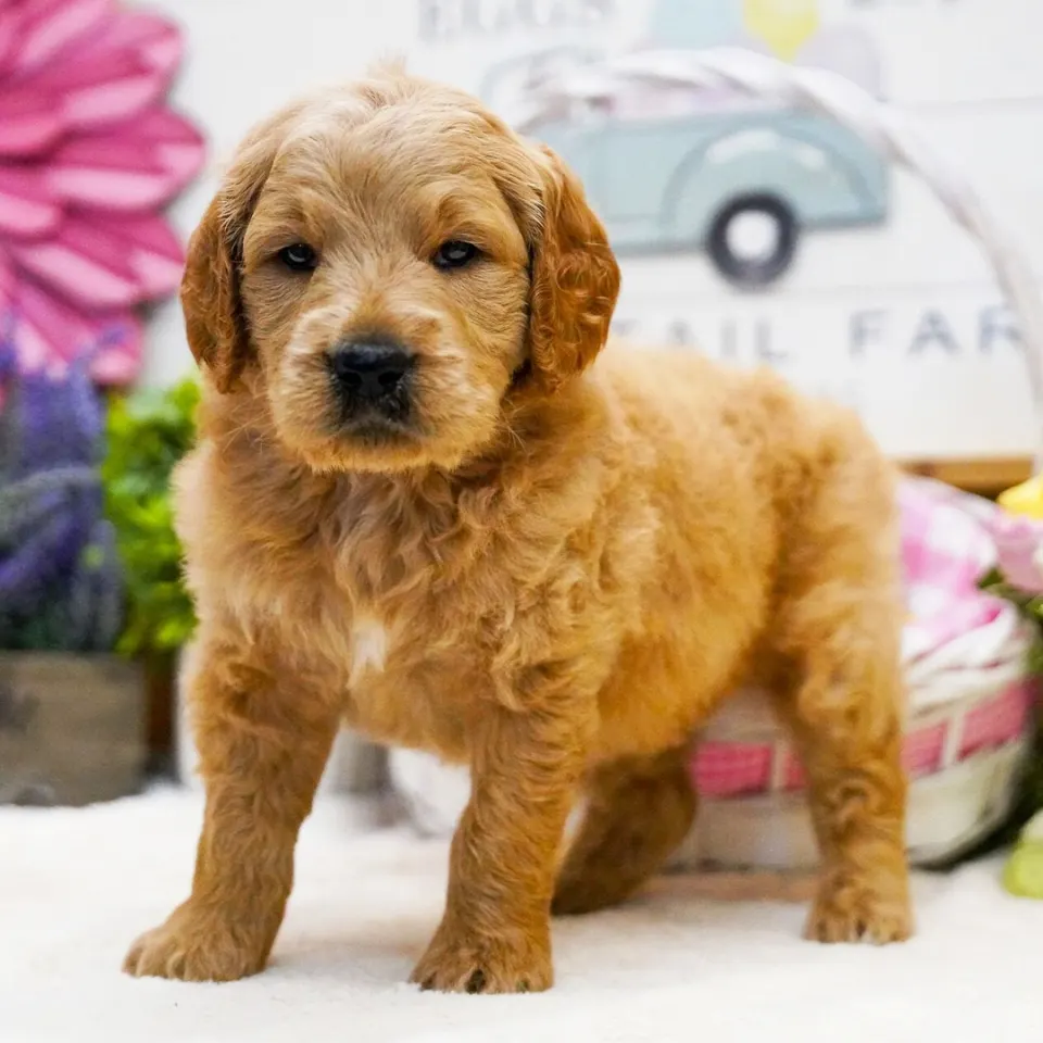 Tuck — Goldendoodle puppy for sale (photo 2)