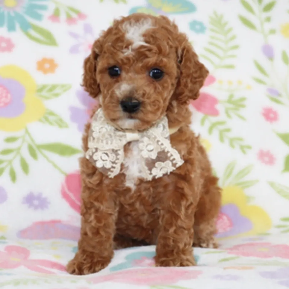 Dandy — Poodle puppy for sale