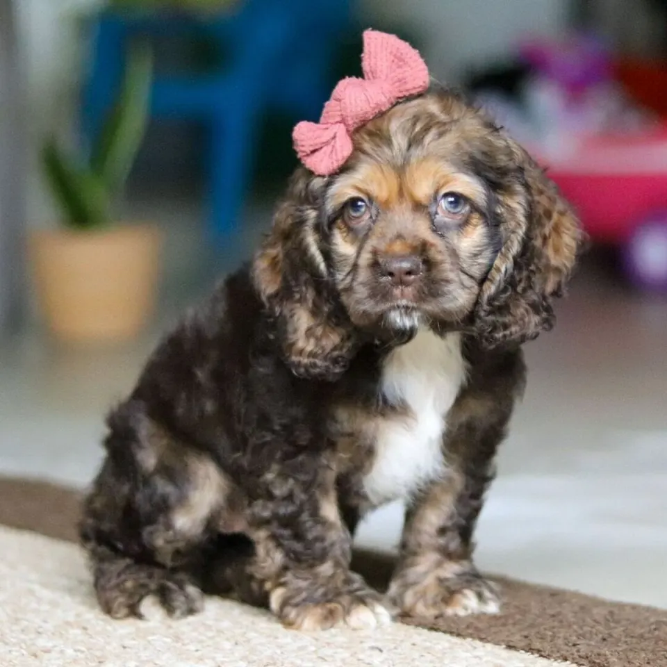Bailey — Cocker Spaniel puppy for sale (photo 2)