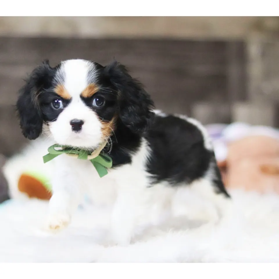 Drew — Cavalier King Charles Spaniel puppy for sale (photo 3)