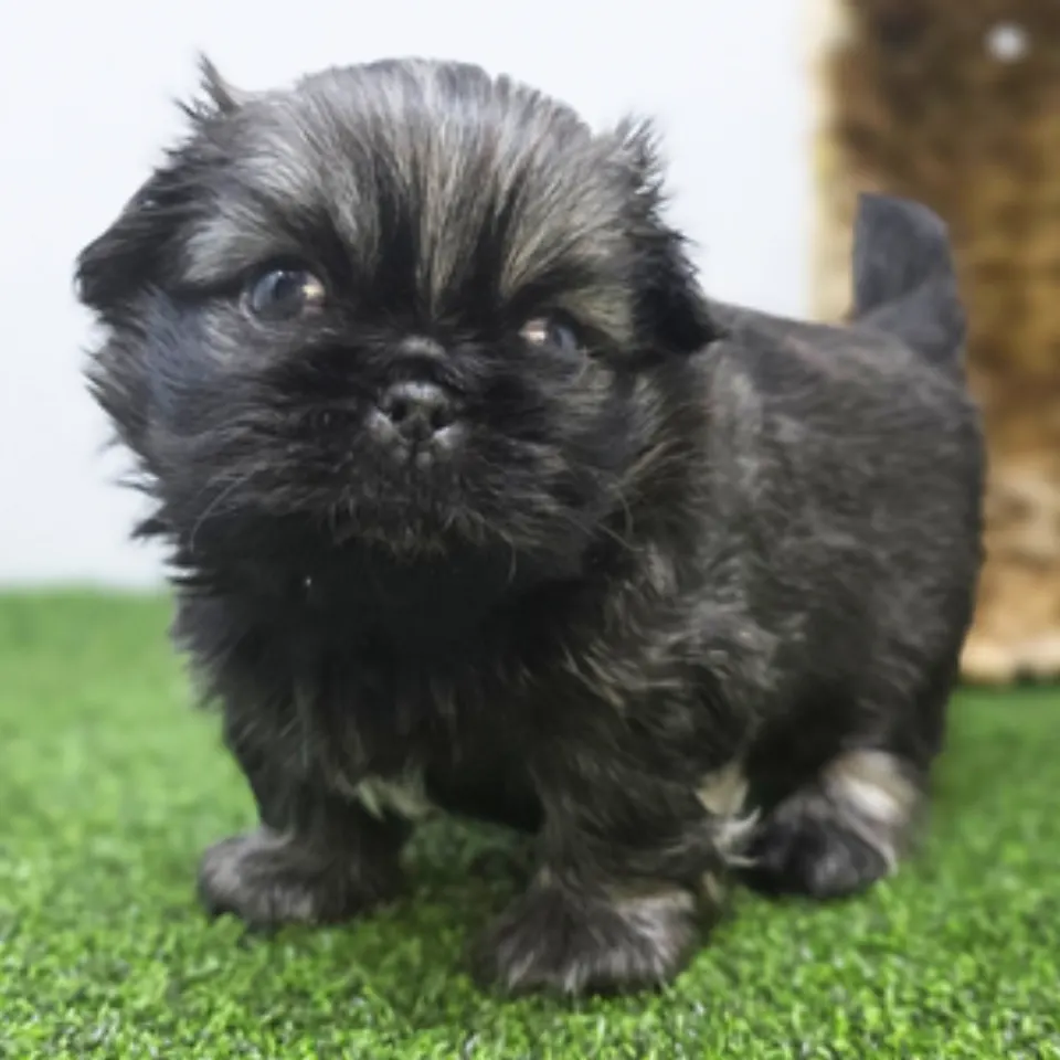 Captain — Pekingese puppy for sale