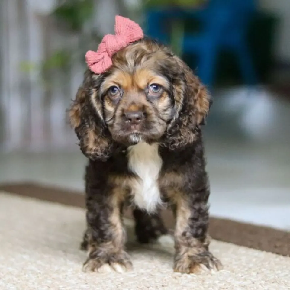 Bailey — Cocker Spaniel puppy for sale