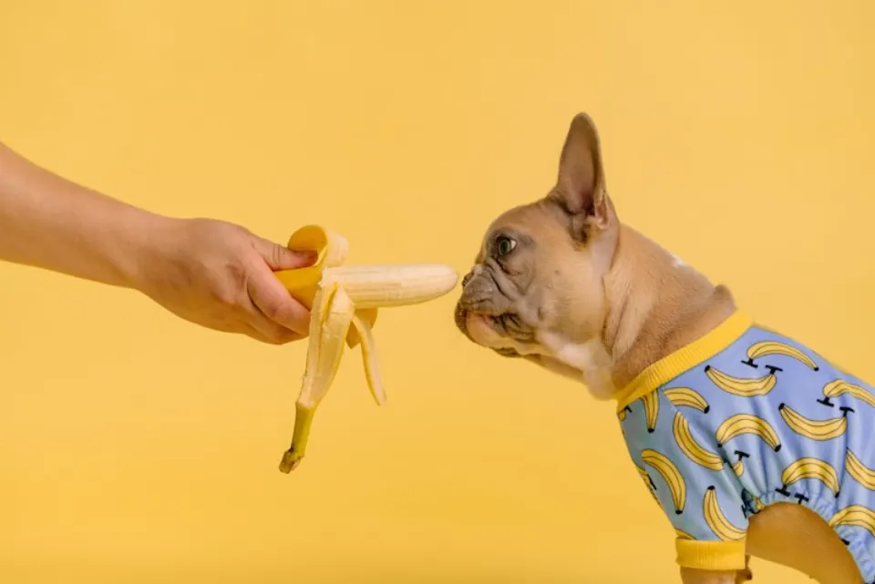 French Bulldog Buyer's Guide: Everything You Need to Know