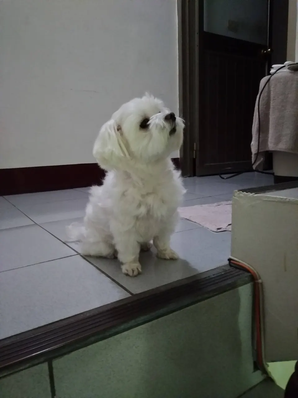 Coop — Maltipoo puppy for sale (photo 6)