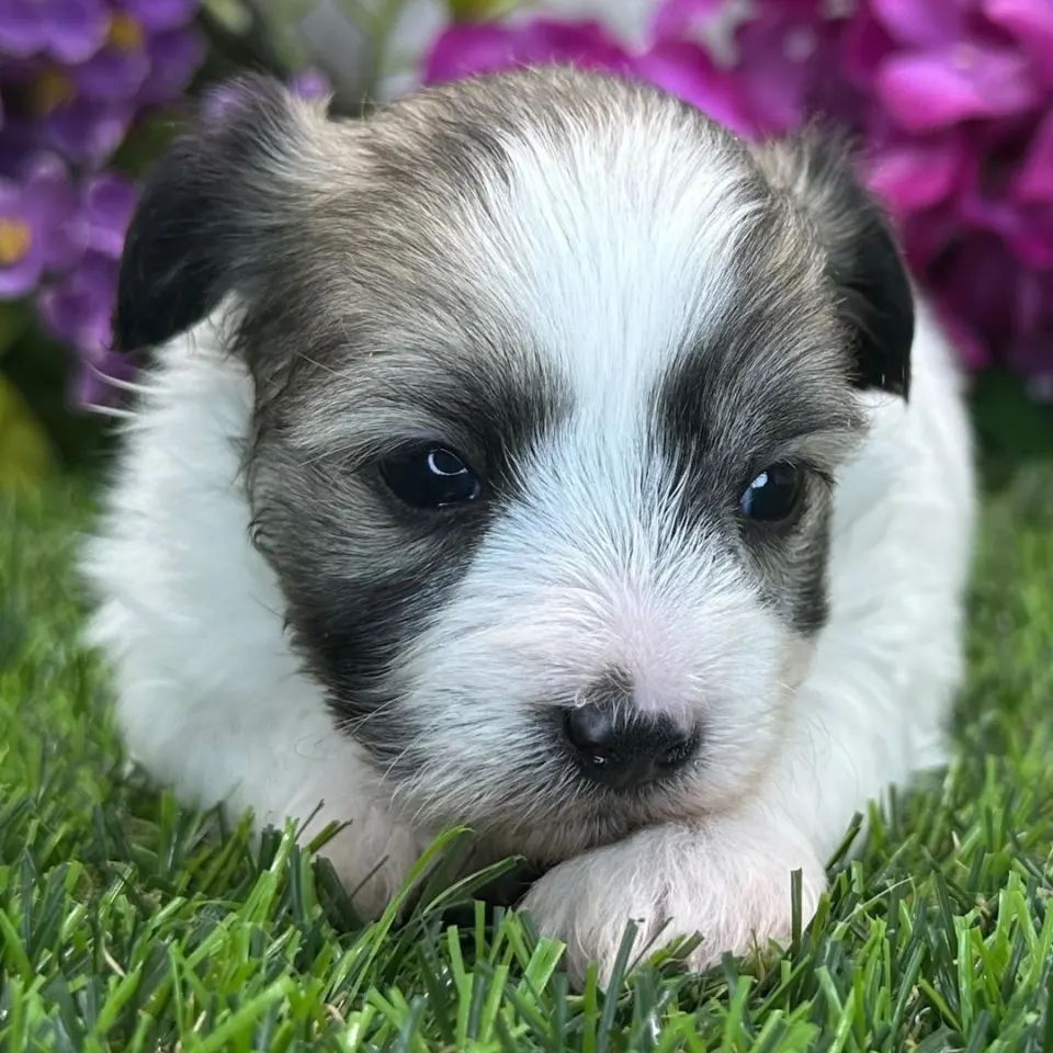 Bronx — Coton de Tulear puppy for sale in Scotland