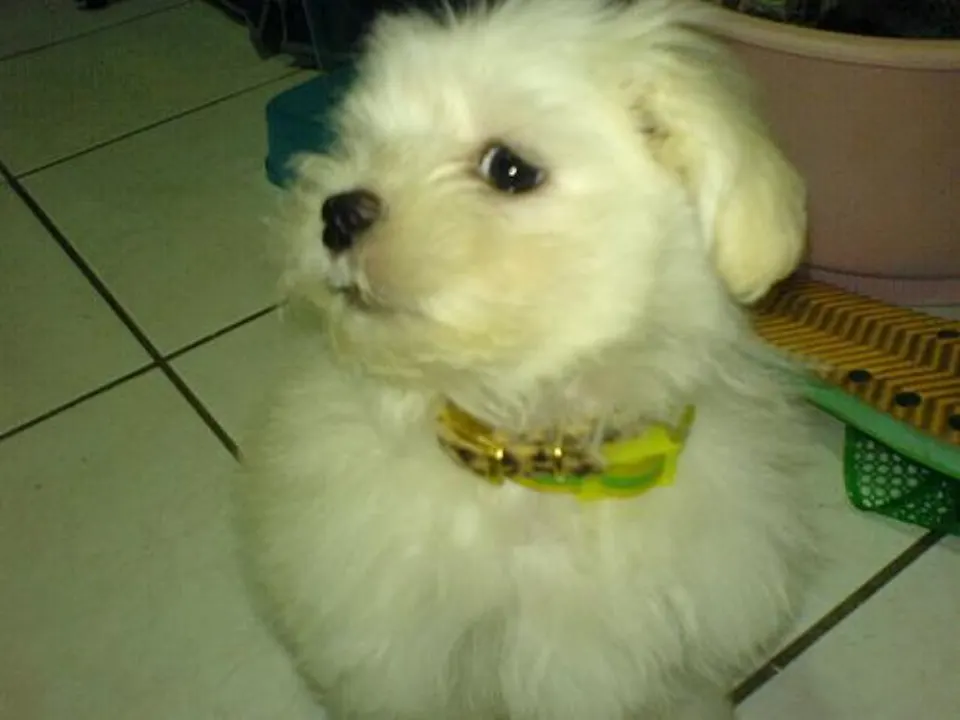 Coop — Maltipoo puppy for sale (photo 3)
