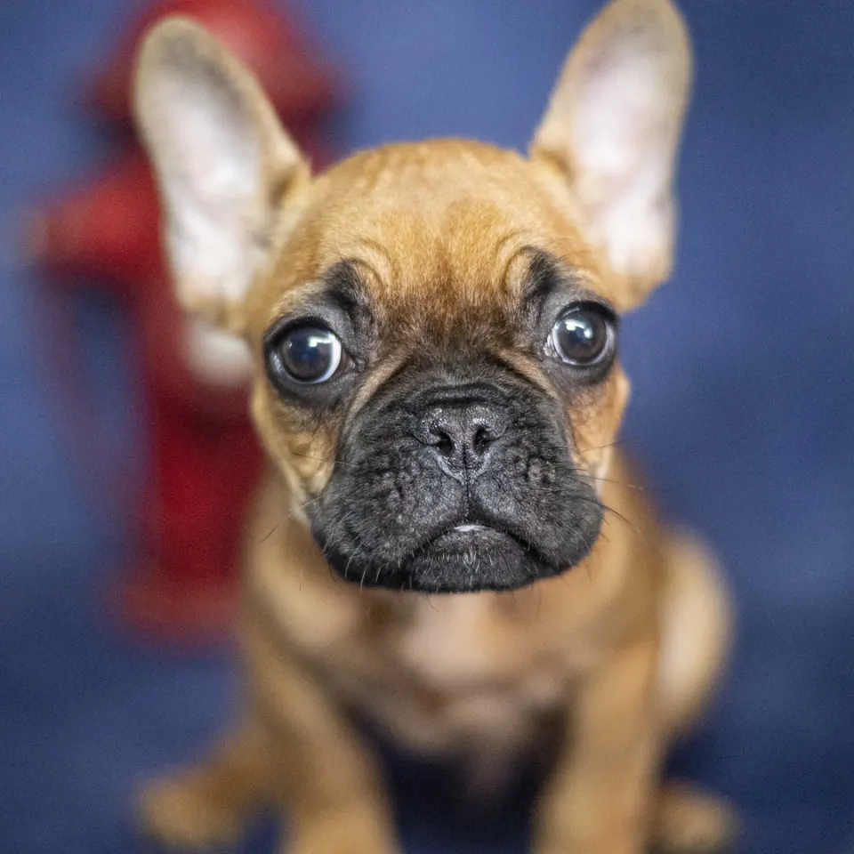 Ronny — French Bulldog puppy for sale in England