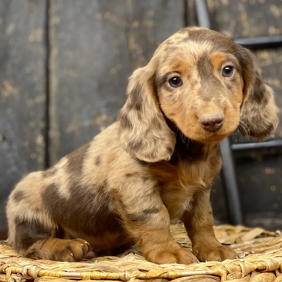 Buckwheat — Dachshund puppy for sale (photo 4)