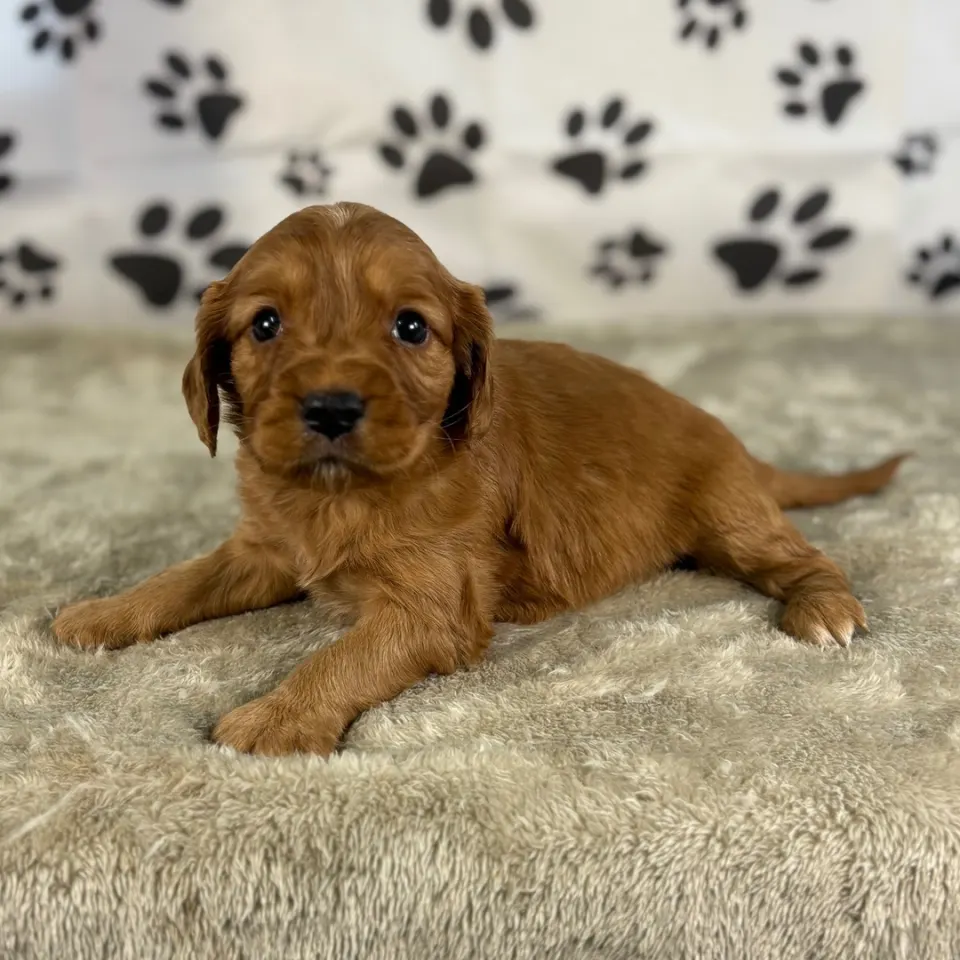 Bear — Golden Cavalier puppy for sale in Northern Ireland