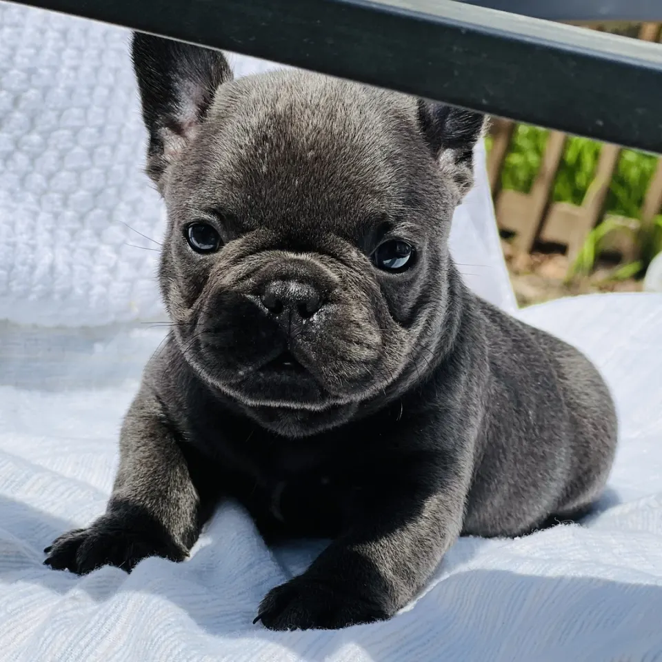 Asher — French Bulldog puppy for sale (photo 4)