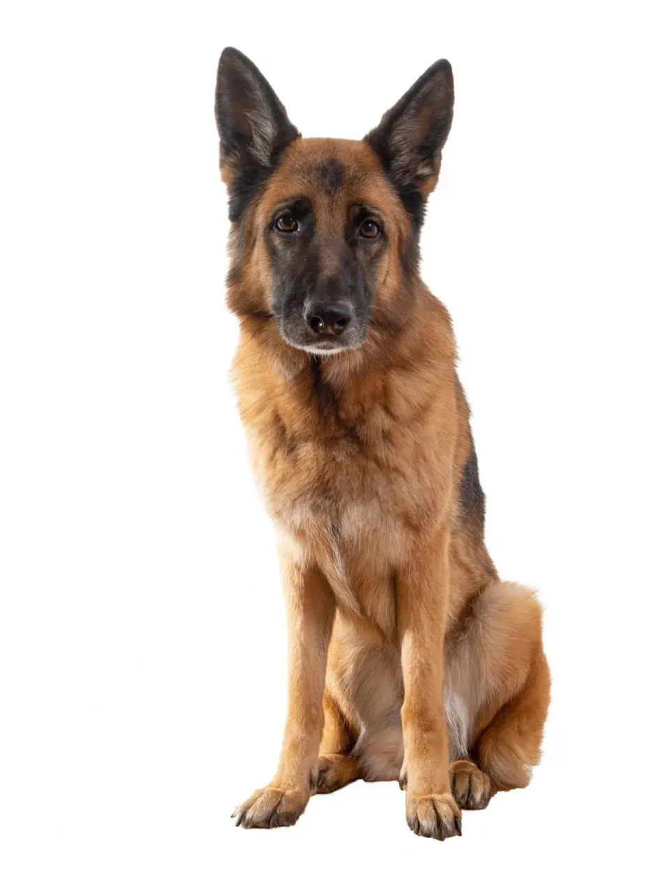 German Shepherd puppies for sale