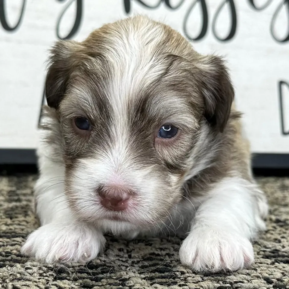 Kidd — Havanese puppy for sale (photo 2)
