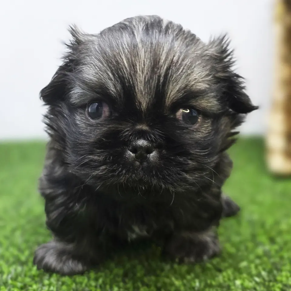 Captain — Pekingese puppy for sale (photo 4)