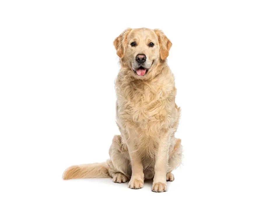 Golden Retriever puppies for sale