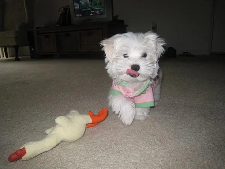 Coop — Maltipoo puppy for sale