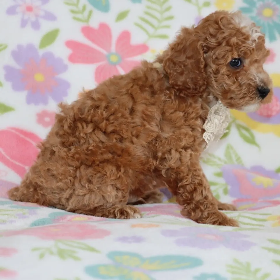 Dandy — Poodle puppy for sale (photo 3)