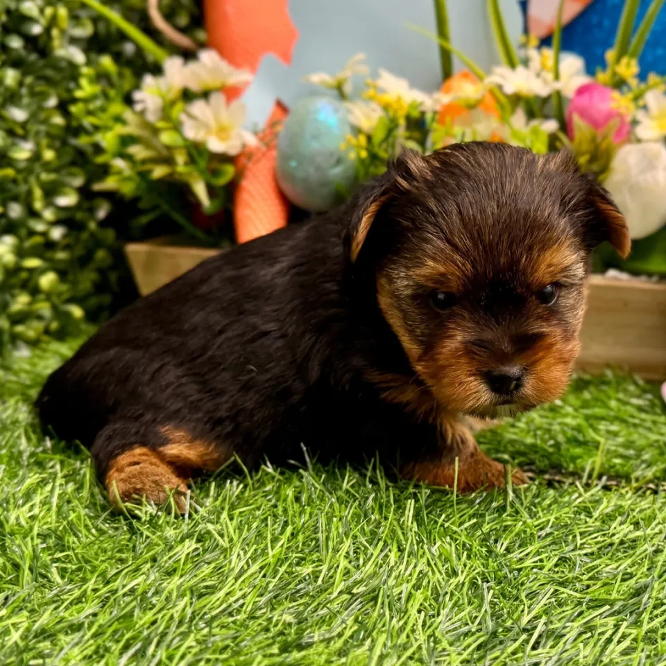 Remy — Yorkshire Terrier puppy for sale (photo 4)