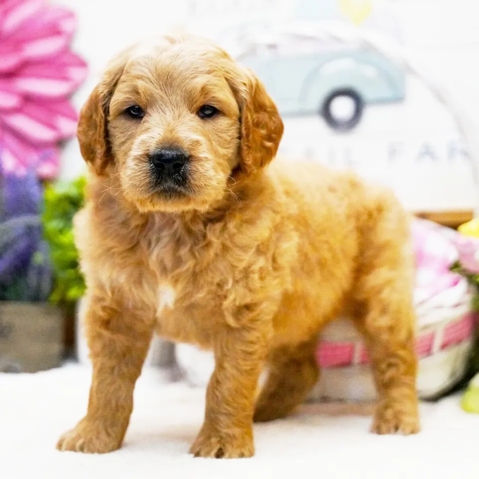 Tuck — Goldendoodle puppy for sale (photo 4)