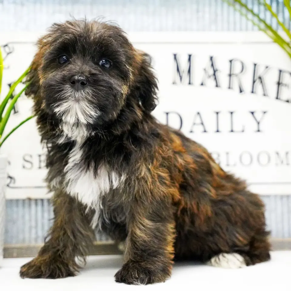 Pearl — Maltipoo puppy for sale (photo 3)