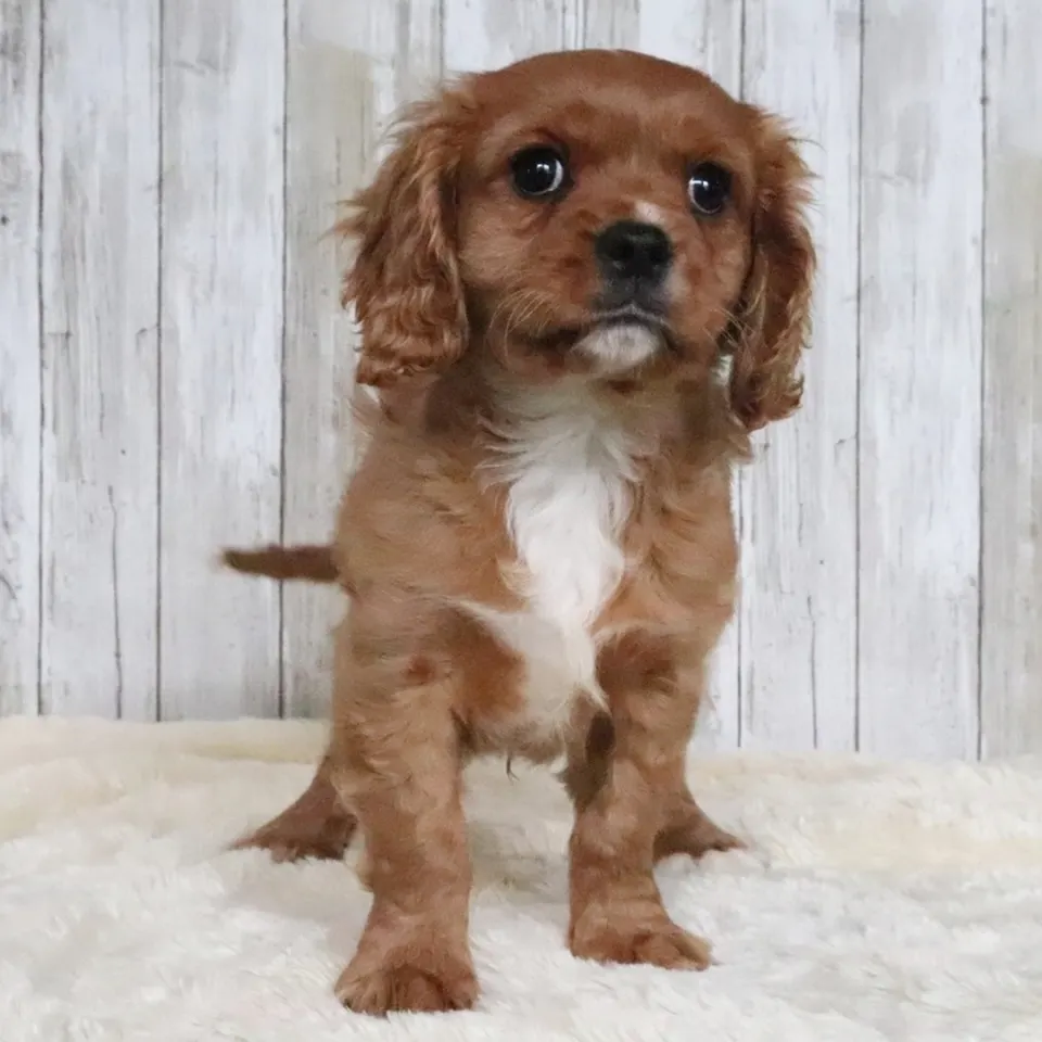 Jack — Cavalier King Charles Spaniel puppy for sale (photo 2)