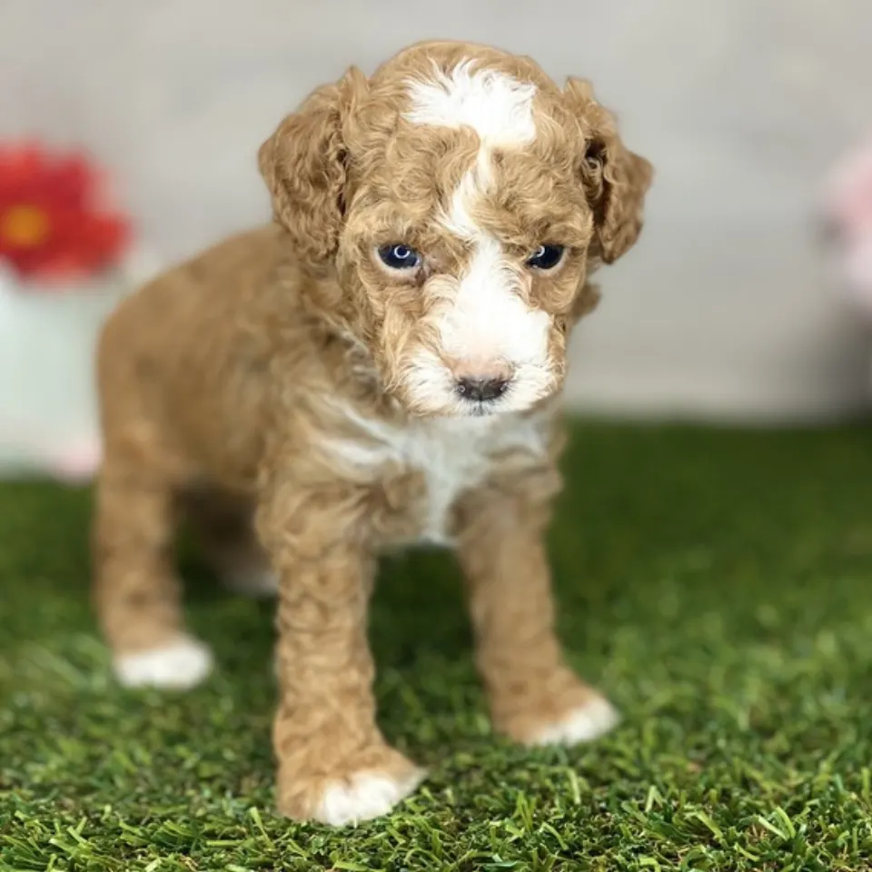 Paul — Poodle puppy for sale