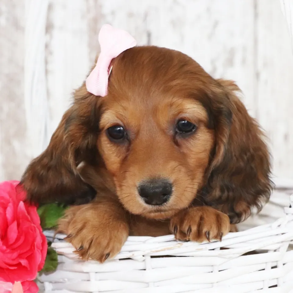 Nova — Dachshund puppy for sale in England