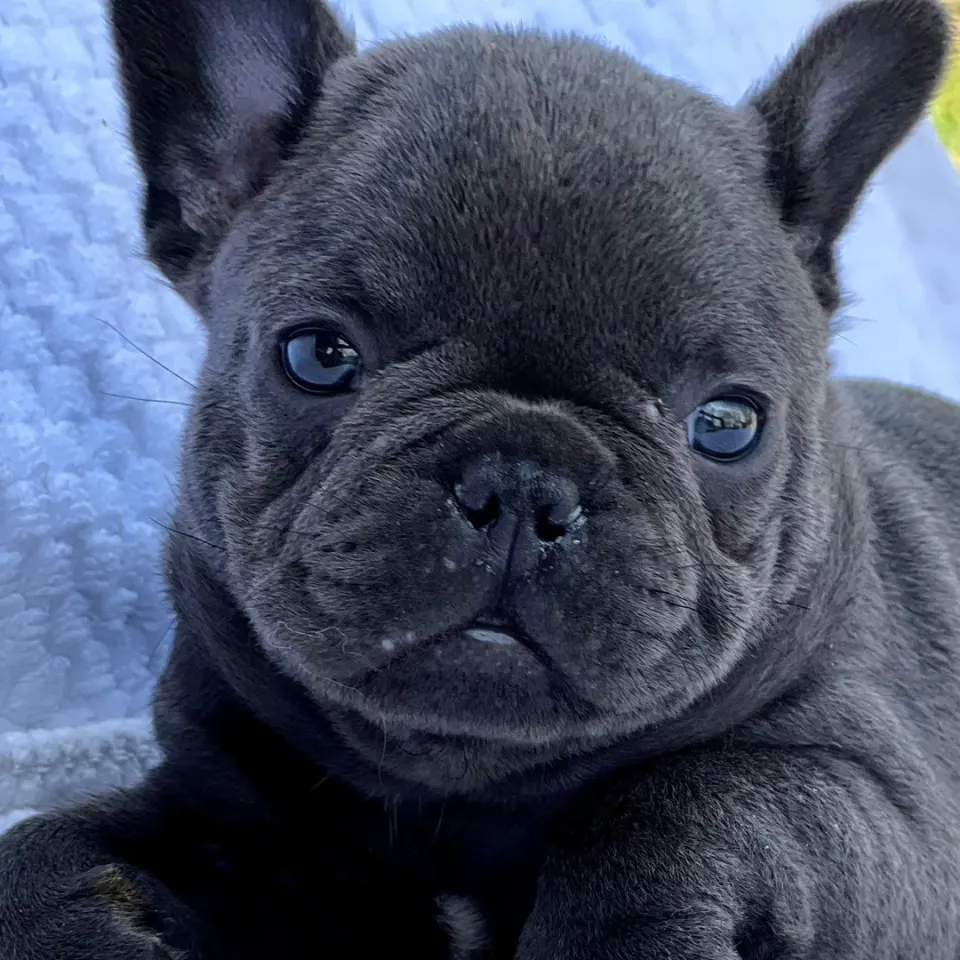 Asher — French Bulldog puppy for sale (photo 3)
