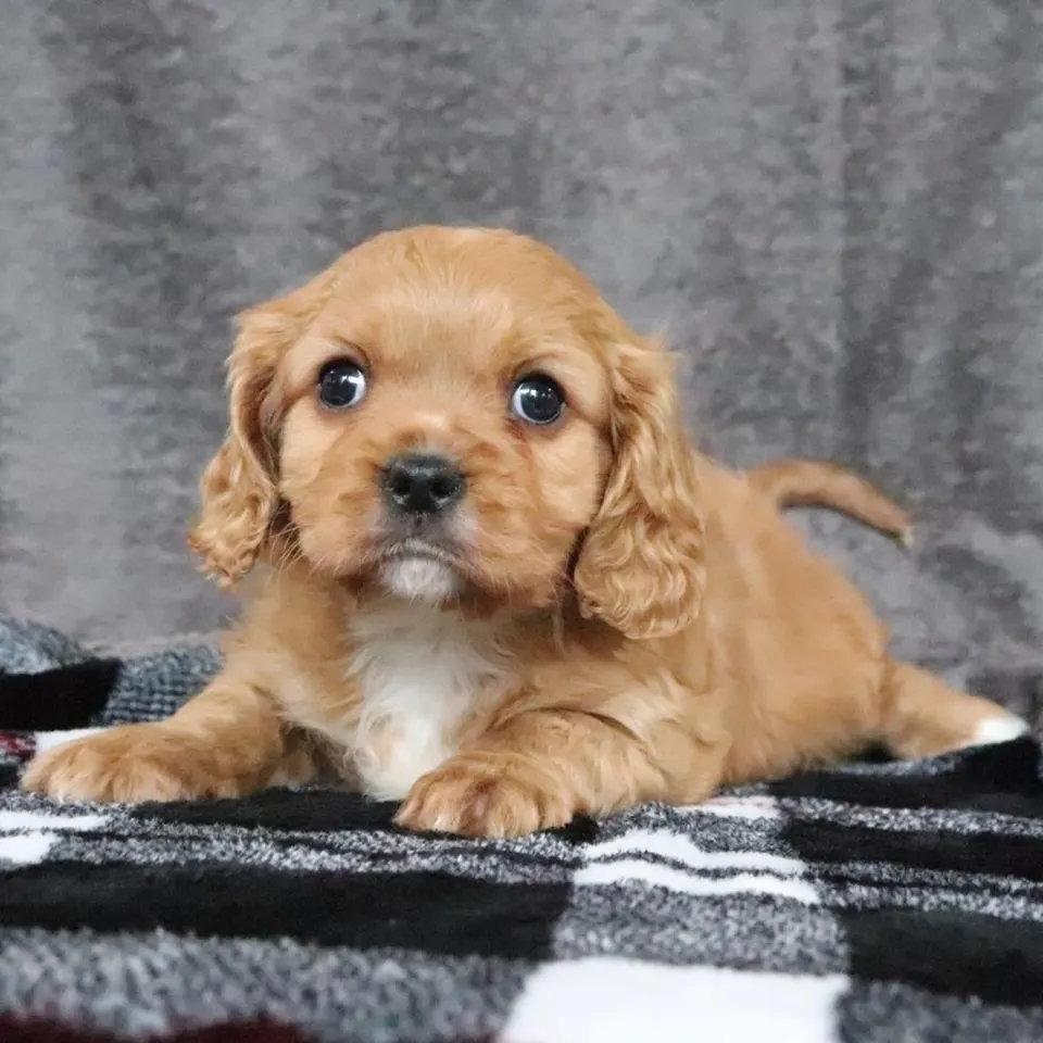 Jack — Cavalier King Charles Spaniel puppy for sale (photo 4)