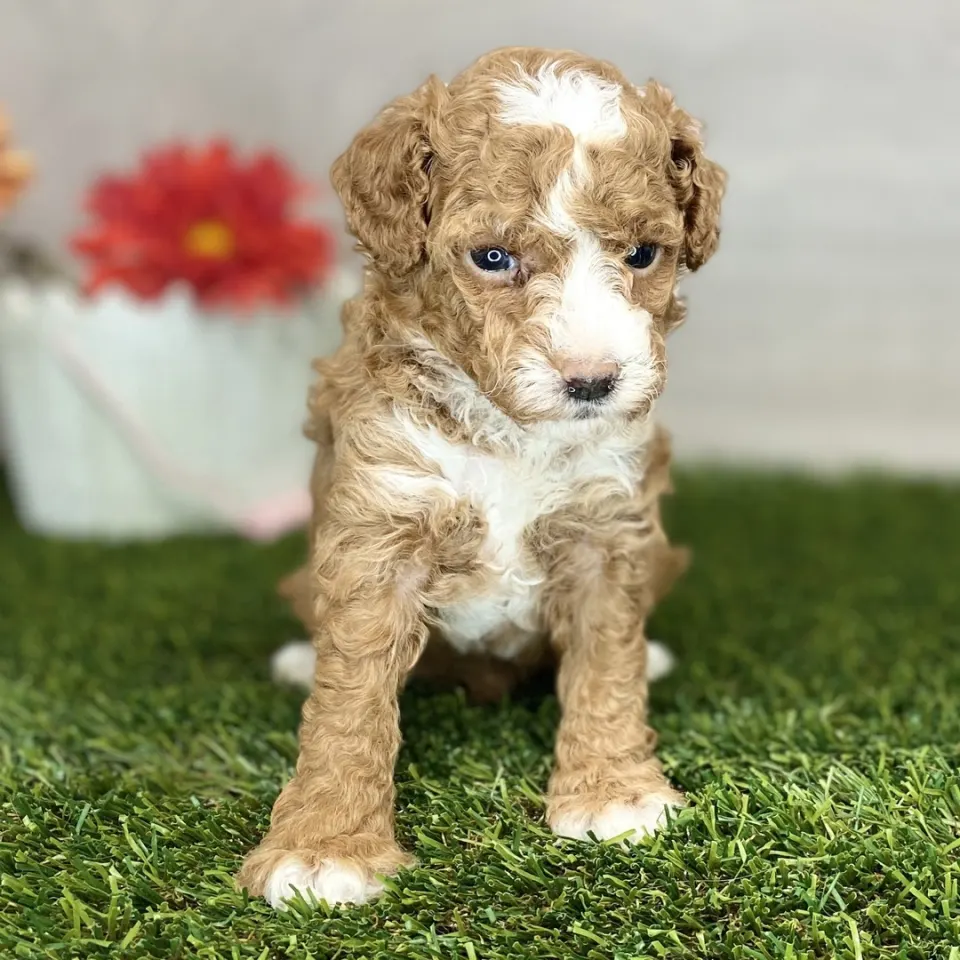Paul — Poodle puppy for sale in Scotland