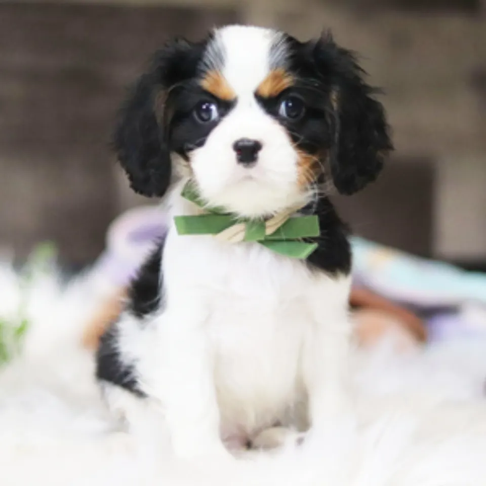 Drew — Cavalier King Charles Spaniel puppy for sale