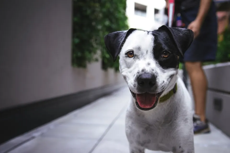 Questions to Ask a Puppy Breeder Before You Visit