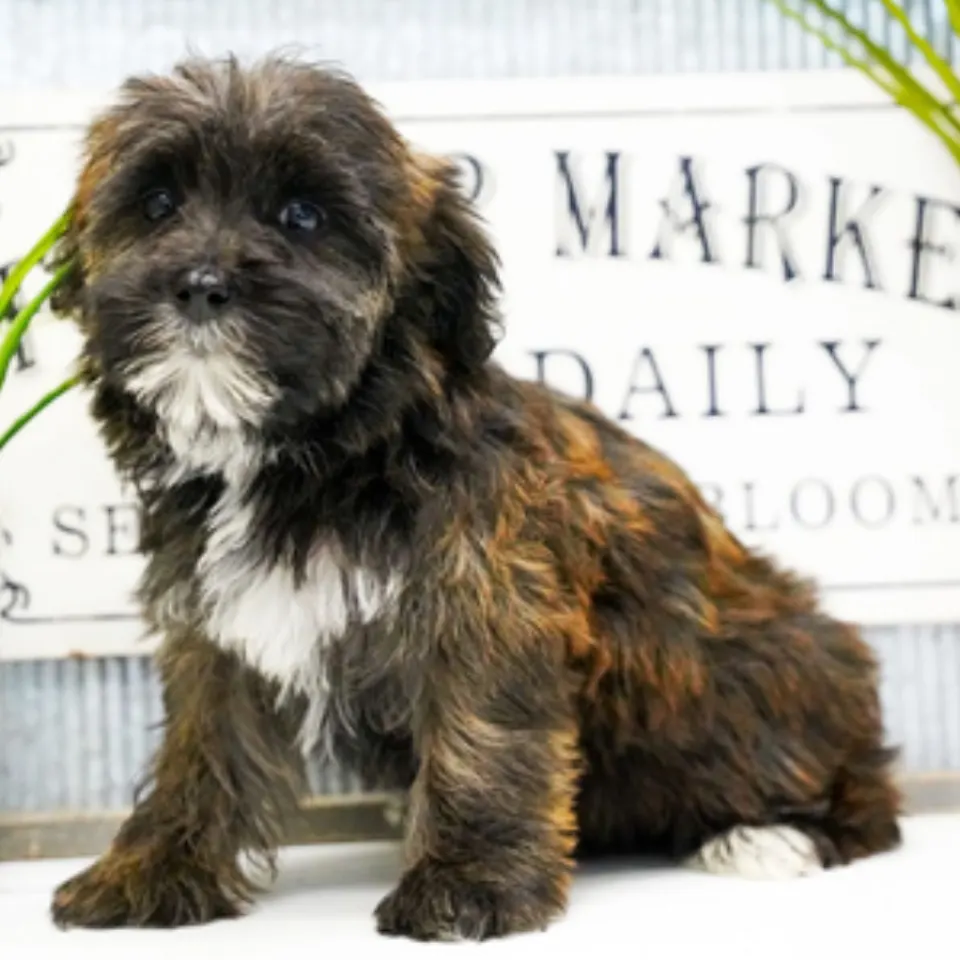 Pearl — Maltipoo puppy for sale