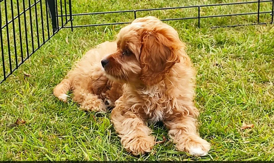 Mac — Cavapoo puppy for sale (photo 5)