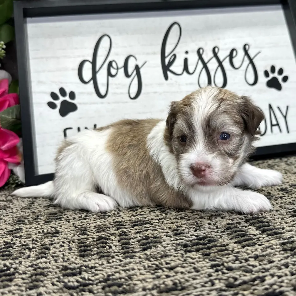 Kidd — Havanese puppy for sale (photo 3)