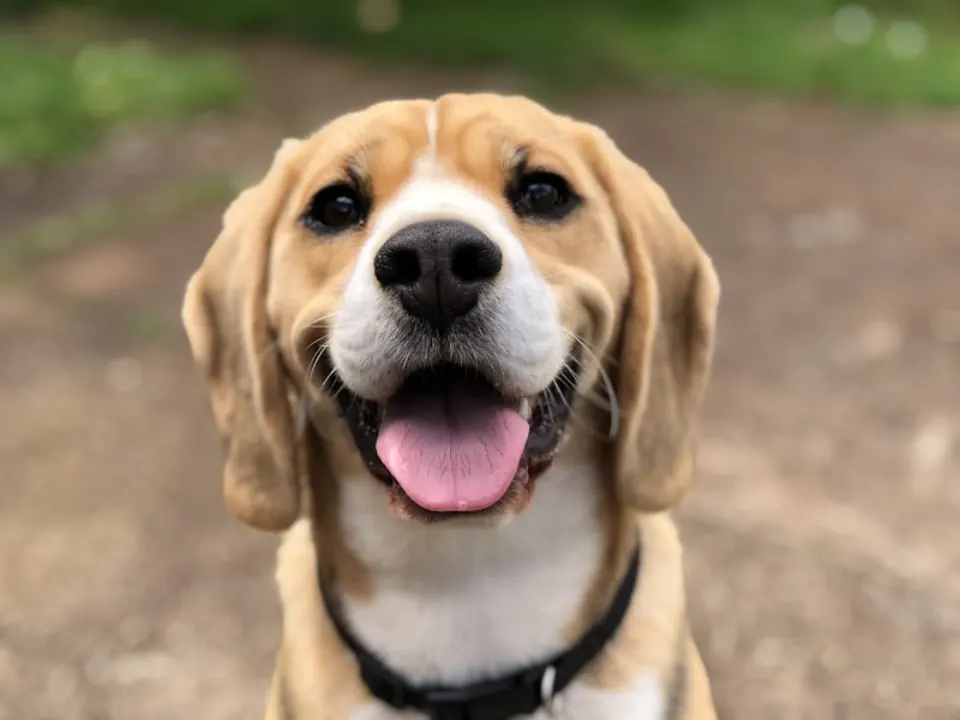 Puppy Vaccination Schedule in Ireland & the UK