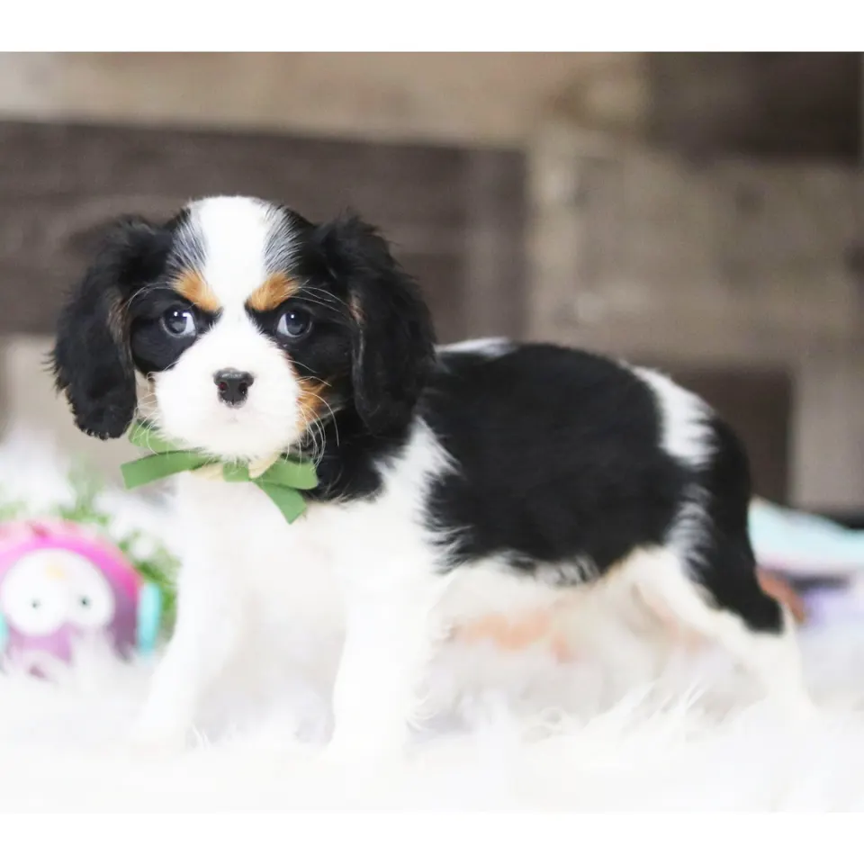Drew — Cavalier King Charles Spaniel puppy for sale (photo 4)